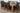 Dakota Extra Large Oak Dining Table with 8 Washington Brown Leather Chairs