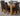 Dakota Medium Oak Dining Table with 6 Washington Brown Leather Chairs