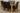 Kuba Small Oak Dining Table with 6 Washington Black Leather Chairs